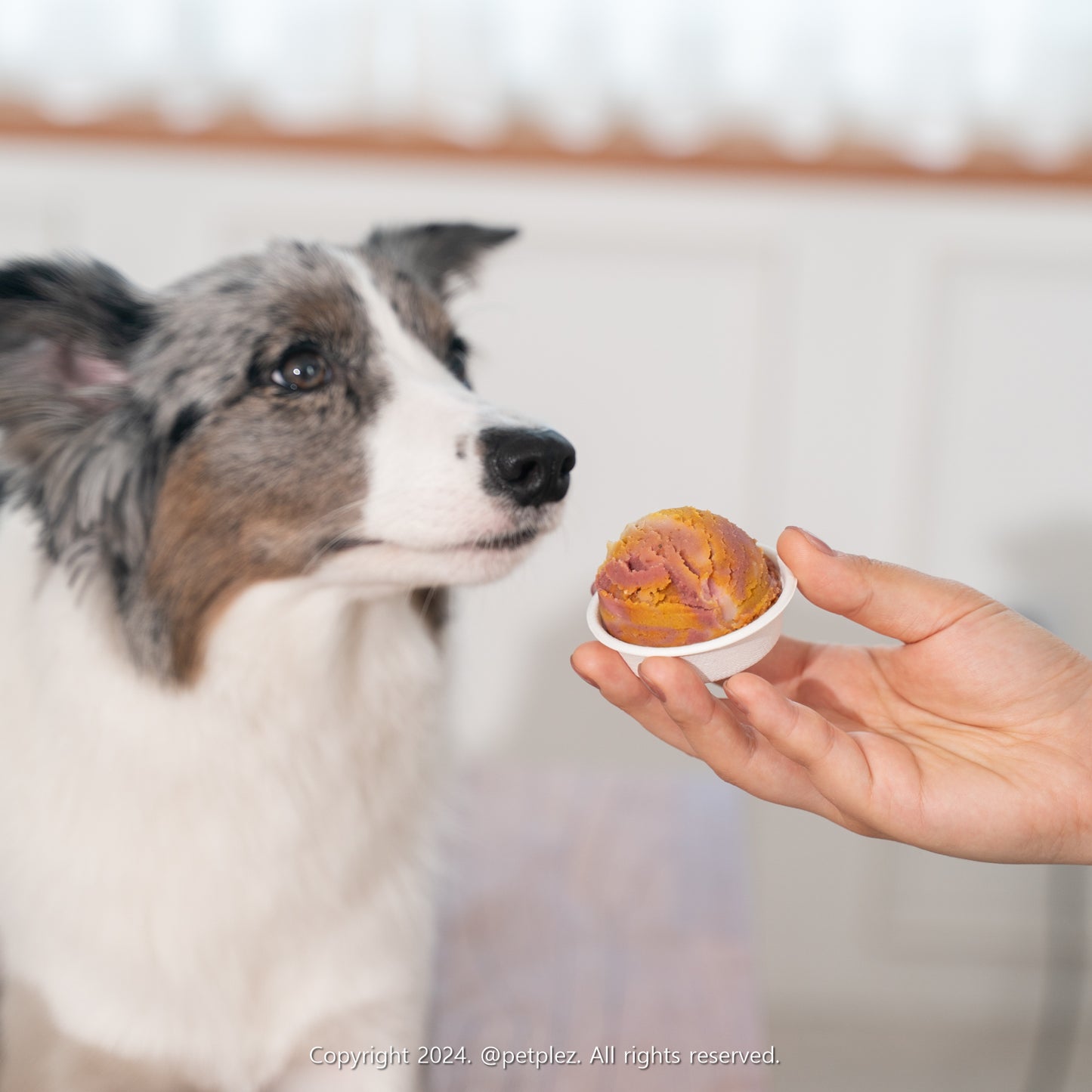 ArfB Beans 31 – 3-Flavor Pup Gelato Set